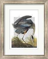 Framed Blue Heron 1