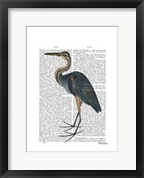 Blue Heron 3 Framed Print