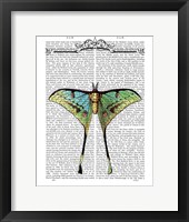 Framed Butterfly 1