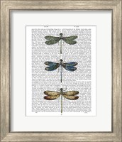 Framed Dragonflies Print 1