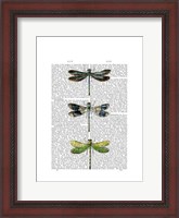 Framed Dragonflies Print 2
