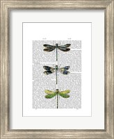 Framed Dragonflies Print 2