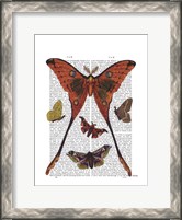 Framed Moth Plate 1