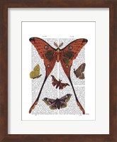 Framed Moth Plate 1