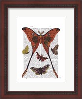 Framed Moth Plate 1