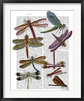 Framed Dragonfly Print 3