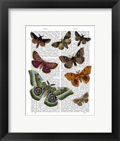 Moth Plate 2 Framed Print