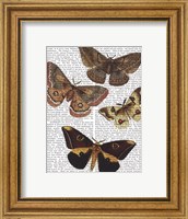 Framed Moth Plate 3