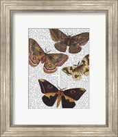 Framed Moth Plate 3