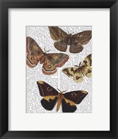 Framed Moth Plate 3