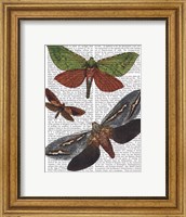 Framed Butterflies 3