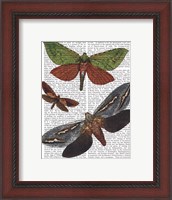 Framed Butterflies 3