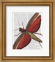 Framed Vintage Grasshopper