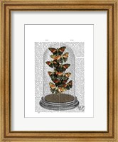 Framed Multicoloured Butterflies in Bell Jar