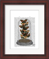 Framed Multicoloured Butterflies in Bell Jar