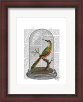 Framed Bird In Bell Jar