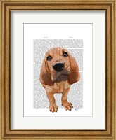 Framed Bloodhound Puppy