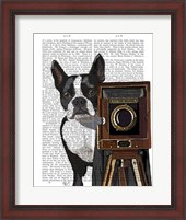 Framed Boston Terrier Photographer