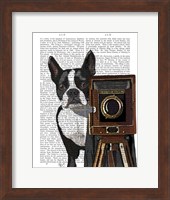 Framed Boston Terrier Photographer