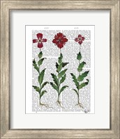 Framed Italian Carnation 1