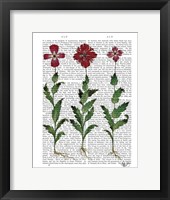 Italian Carnation 1 Framed Print