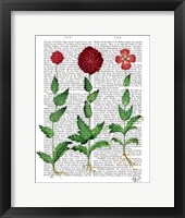 Italian Carnation 2 Framed Print