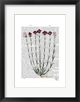 Framed Italian Carnation 4