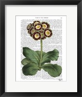 Framed Primula Auricula Red