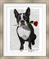 Framed Boston Terrier with Rose in Mouth