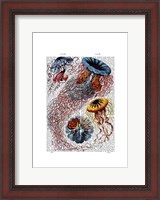 Framed Sea Anemone