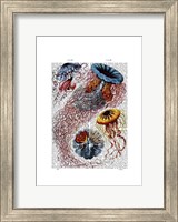 Framed Sea Anemone