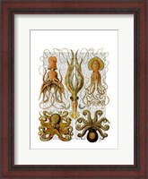 Framed Octopus and squid