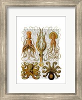 Framed Octopus and squid