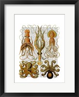 Framed Octopus and squid