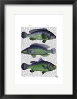 Blue and Green Fish Trio Framed Print