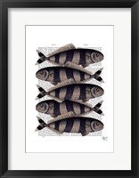 Framed Five Striped Fish