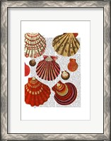 Framed Red Clam Shells