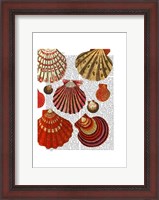 Framed Red Clam Shells