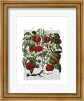 Framed Tomato Plant