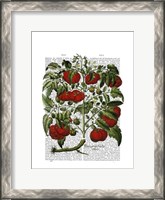 Framed Tomato Plant