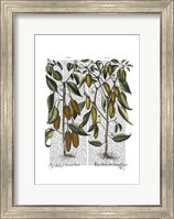 Framed Peppers 7