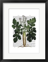 Parsnip 2 Framed Print