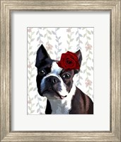 Framed Boston Terrier with Rose on Head