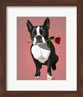 Framed Boston Terrier with Rose in Mouth