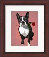 Framed Boston Terrier with Rose in Mouth