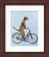 Framed Meerkat on Bicycle