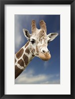 Framed Giraffe Head