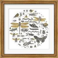 Framed Insect Circle I