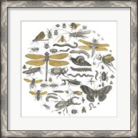 Framed Insect Circle I