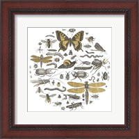 Framed Insect Circle II
